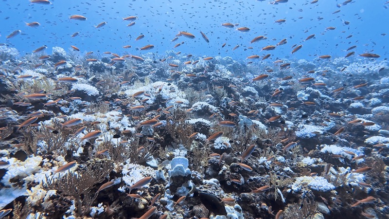 Dive Log Photo