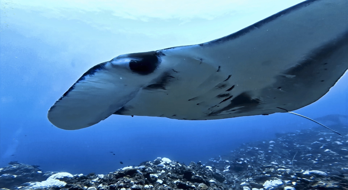 Dive Log Photo