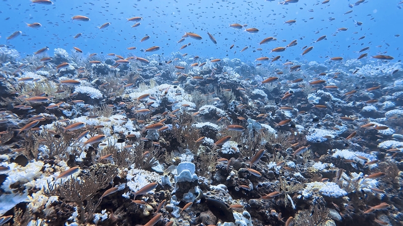 Dive Log Photo