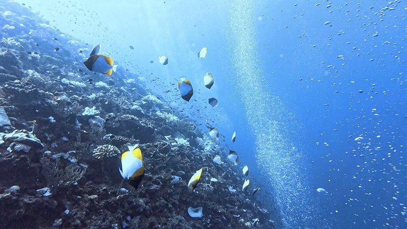 Dive Log Photo